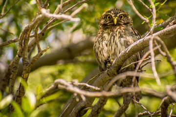 Little owl looking at the camera. Los Alerces National Park, Argentina.
