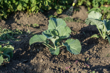 cabbage in the garden