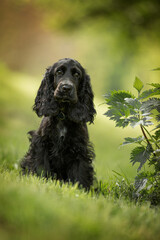 Cocker spaniel puppy in a meadow