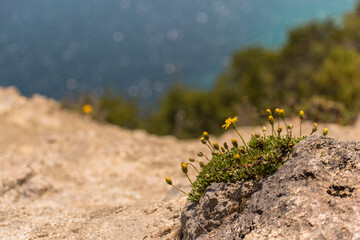 grass field with little flowers in Nonthue Lake´s shore, Lanin National Park, Argentina.