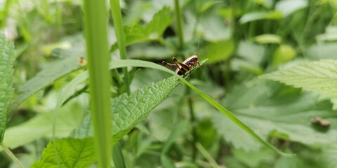 dragonfly on a leaf