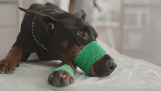 Close-up of injured Doberman dog with bandage on muzzle and paw lying on medical couch, unrecognizable veterinarian coming and examining withers