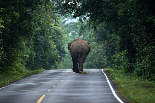 Wild Asian Elephant walking, lay down on the ground, relaxing on the grass flield. Khao Yai Nature Park, Thailand. wild aminal