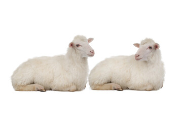 Two sheep isolated on white background