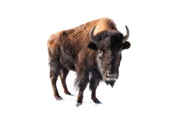 Foto op Plexiglas vrouwelijke bizon geïsoleerd op witte achtergrond © fotomaster