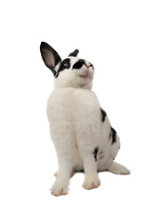 rabbit sitting and smiling isolated on white background