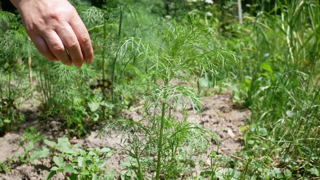 Woman plucks dill leaves. Summer harvest of fresh green leaves. Home cultivation.