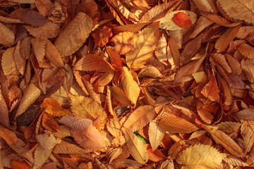 Warm sunlight illuminates the dry, golden leaves that cover the forest.