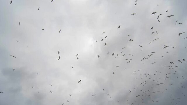 Seagulls whirl against the background of the cloudy sky.