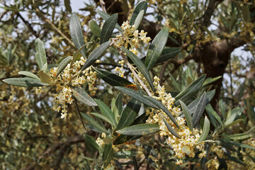 olive tree flowering