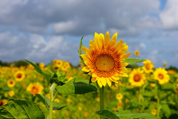 Sunflower