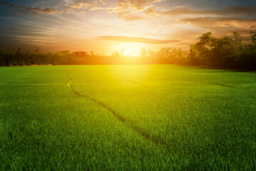 The rice fields have green rice fields beautifully when the sun is about to rise in the morning.