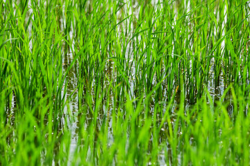 The rice fields are naturally beautiful with green leaves and rice fields in the morning.