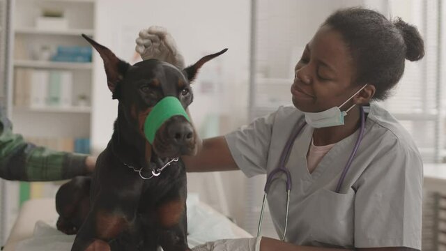 Waist-up POV of female African veterinarian wearing gloves and grey scrubs, sitting in her office, petting Doberman dog with bandage on muzzle, then looking and smiling on camera