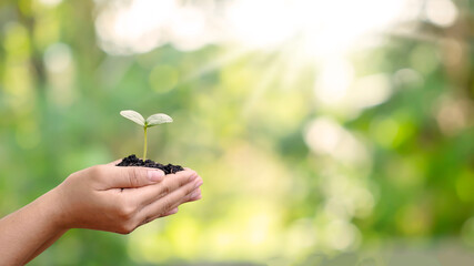 Trees are planted on the ground in human hands with natural green backgrounds, the concept of plant growth and environmental protection.