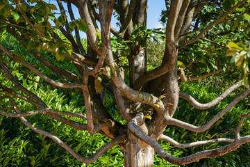 Beige textured trunk of Rows of Parrotia persica or Persian iron tree near mirror maze in public city park of Krasnodar or Galitsky Park. Sunny summer 2021.