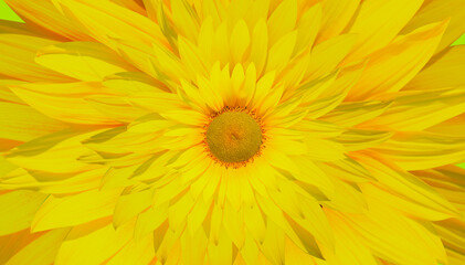Abstract beautiful yellow sunflower background 
