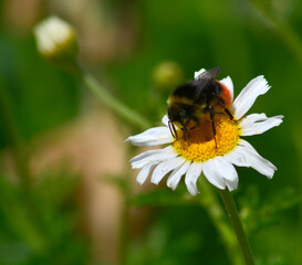 bee on flower