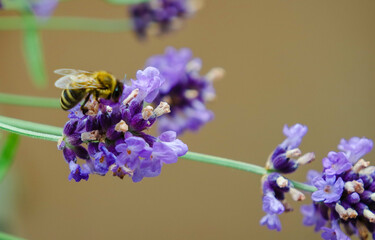 Lavendelblüten mit Biene.