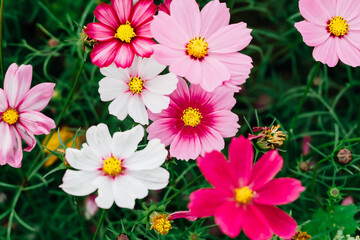 Depression angle shot of pink cosmos flowers in full bloom