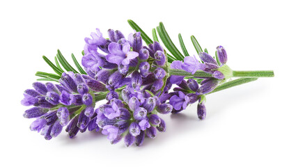Lavender flowers isolated on white background - Powered by Adobe