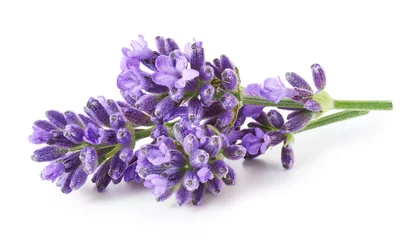 Foto op Canvas Lavender flowers isolated on white background © OSINSKIH AGENCY