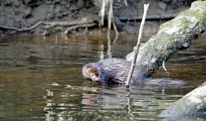 American mink on the river Calder in Yorkshire UK