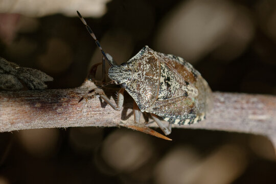 Mottled shieldbug (Rhaphigaster nebulosa) on a branch