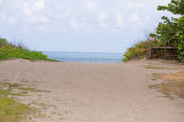 Beach path to the ocean. Sandy beach path with seagrapes