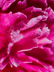 Beautiful drops of water on a flower petal of a peony, close-up. Soft focus. Floral macro background.