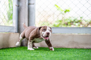 A cute brown and white pit bull, less than 1-month-old, walks on artificial grass on a dog farm. Prolific chubby puppies need lots of love and care.