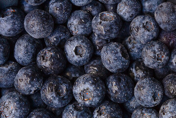 Background with summer blueberry berries covered with water drop