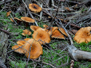 Milk Cap or Lactarius fungus found in pine forest in Denmark in autumn