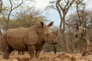 Portrait of a male bull white Rhino grazing in Etosha National park, Namibia. Wild african animals.