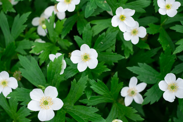 Naklejka premium summer wild small white flowers with green leaves in the garden