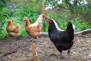 white and multi-colored hens and rooster in a pen on a small farm