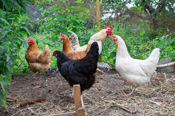 white and multi-colored hens and rooster in a pen on a small farm