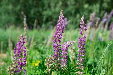 Obraz premium summer wild-growing blue-lilac lupine flowers with green leaves in the grass