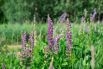 summer wild-growing blue-lilac lupine flowers with green leaves in the grass