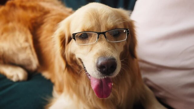 Close-up of golden retriever wearing glasses, lying on sofa in living room. Happy brown dog looking in camera and posing. Puppy breathing with tongue out. Business funny domestic animal at home.