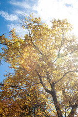 信州の紅葉