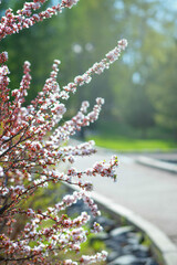 Cherry blossom bushes in the park on a sunny spring day. Bokeh, selective soft focus, blurred effect.