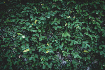 Ivy green wall surface for decoration design. Natural background texture. Spring Summer Floral banner. Interior vertical garden. nature leaf green for backdrop design and die-cut for artwork.