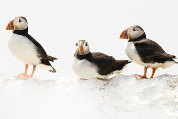 Three puffins perch on a white wall in the Farne islands, UK