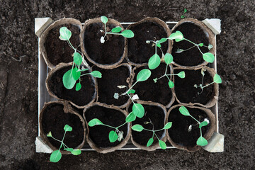 Cabbage seedlings in peat pots in wooden box standing on a soil before planting