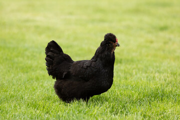Black Araucana chicken enjoying a free range life in an English country garden. This type of chicken originates from S. America, Chile