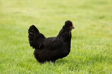 Zelfklevend Fotobehang Black Araucana chicken enjoying a free range life in an English country garden. This type of chicken originates from S. America, Chile © Lindsey