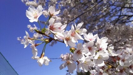 桜の花