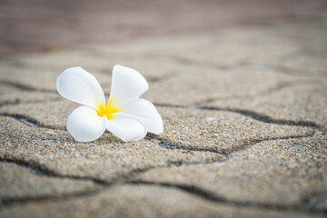 Fototapeta na wymiar Frangipani flowers blossom, White plumeria fragrance flower on concrete floor