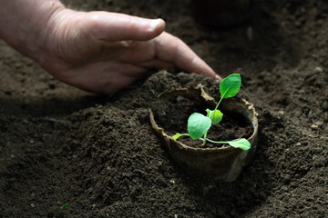 Gardener's hand panting vegetable seedlings grown in peat pots